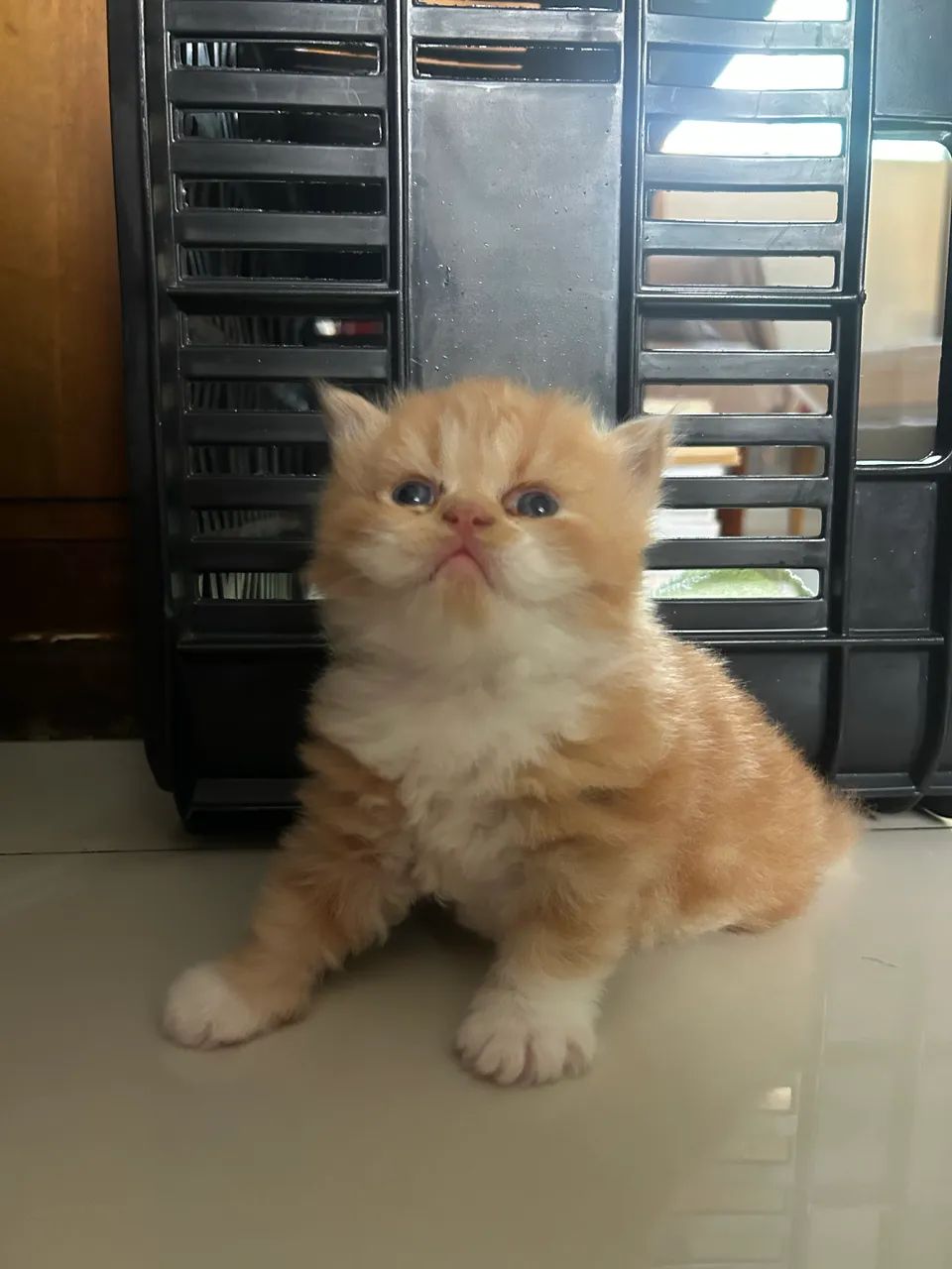 Gato persa  - Foto 4