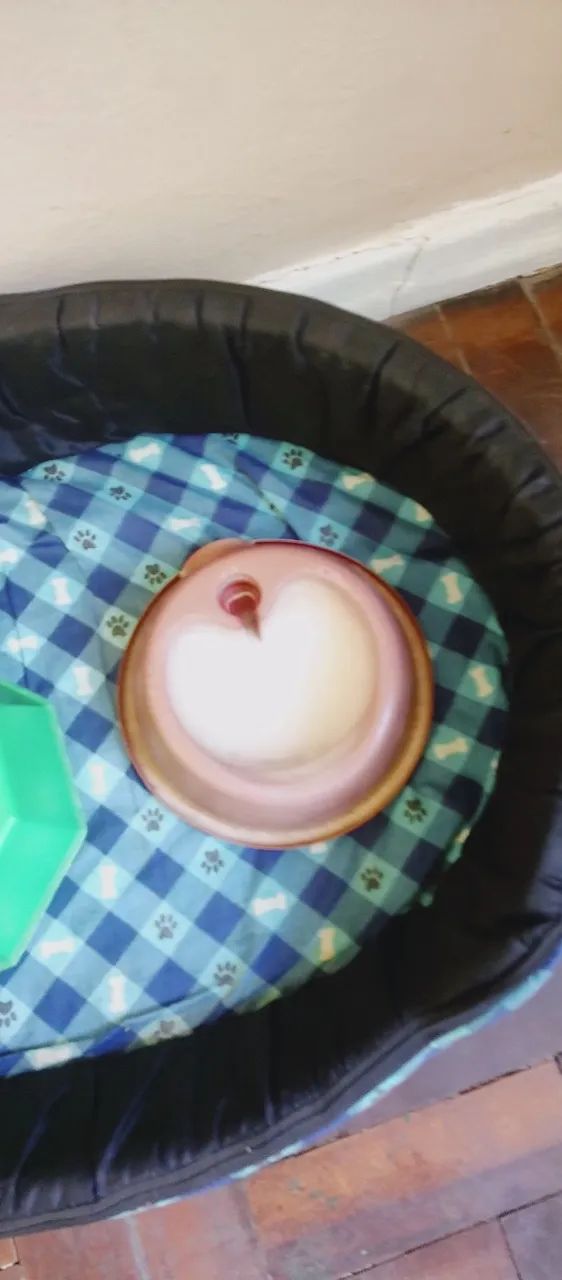 Kit, cama, cambucas, máquina de tosar e máquina de tosar para para cão  - Foto 2