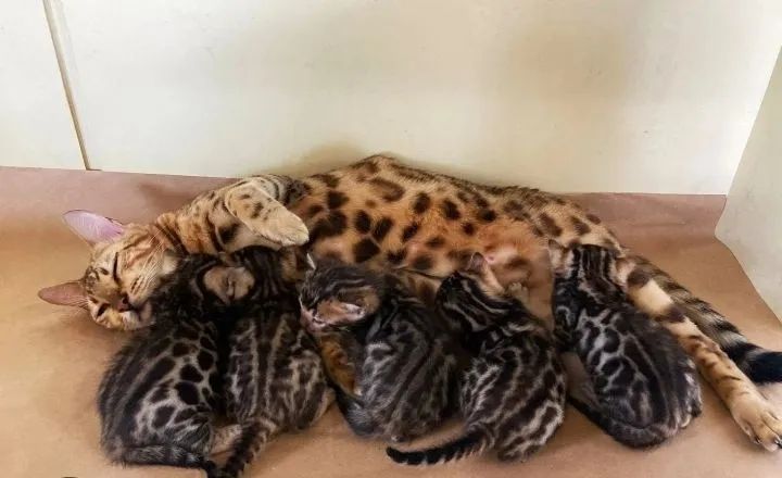 Bengal femeas e machos