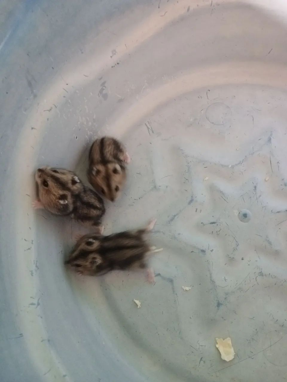 Hamster anão russo - Foto 2