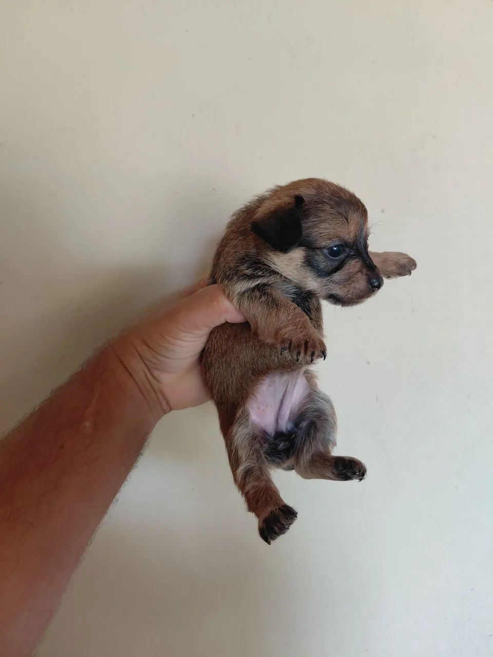 Pinscher 01