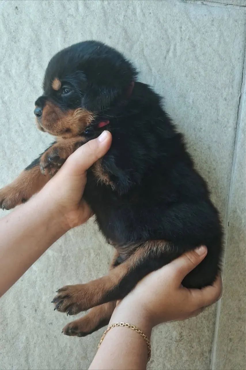 Rottweiler legítimo  