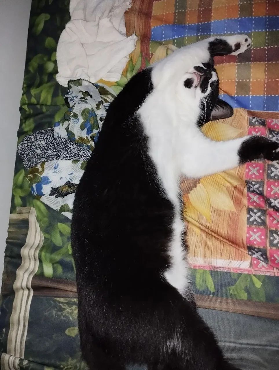 Doação gato Frajola - Foto 3