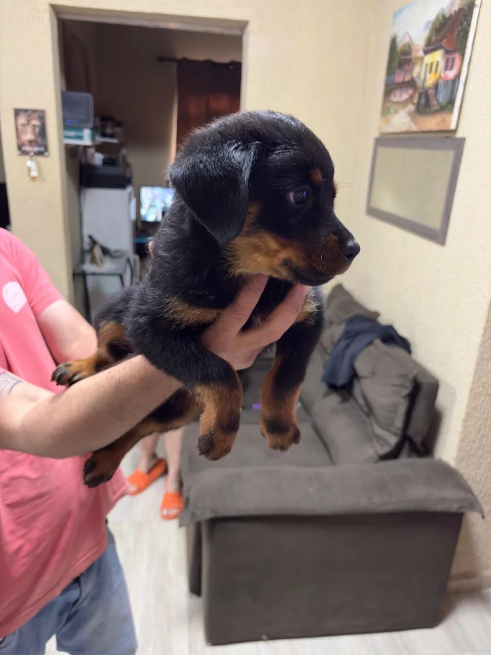 Rottweiler  - Foto 2