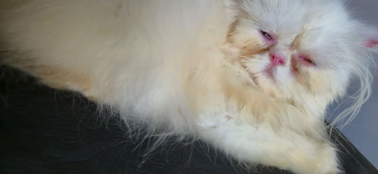 Gatos  - Foto 4