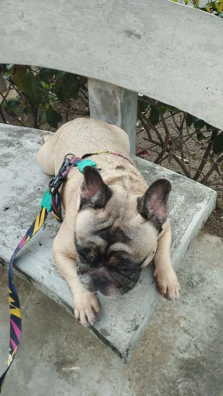 Babá de pets e cats!  - Foto 3