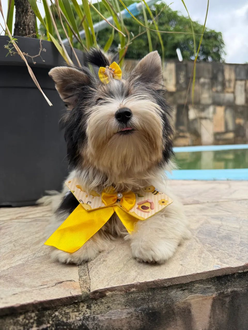 Filhotes Biewer Terrier - Foto 4
