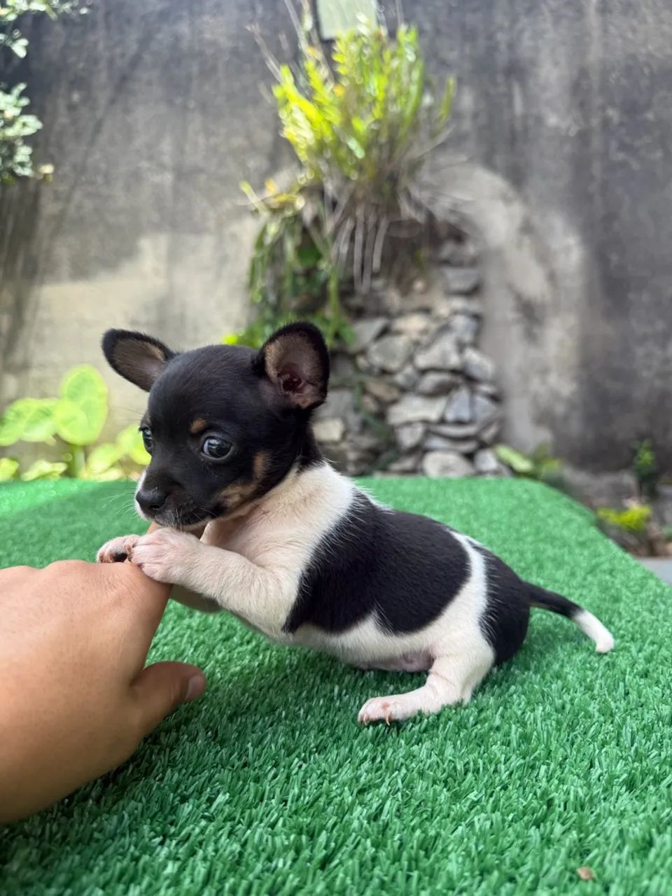Pinscher zero miniatura  - Foto 3