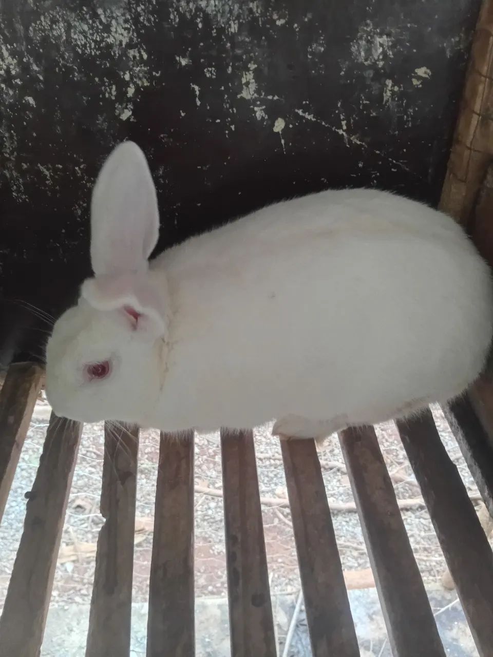Coelhos comuns - Foto 3