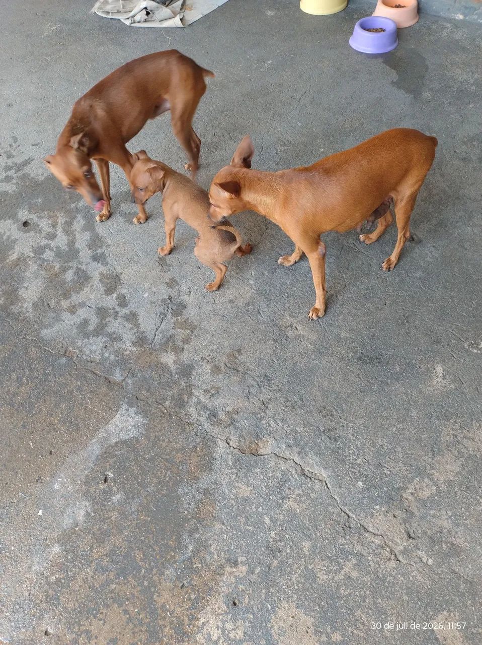 Cachorro  - Foto 3