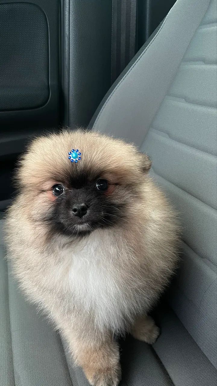Spitz alemão macho  - Foto 2