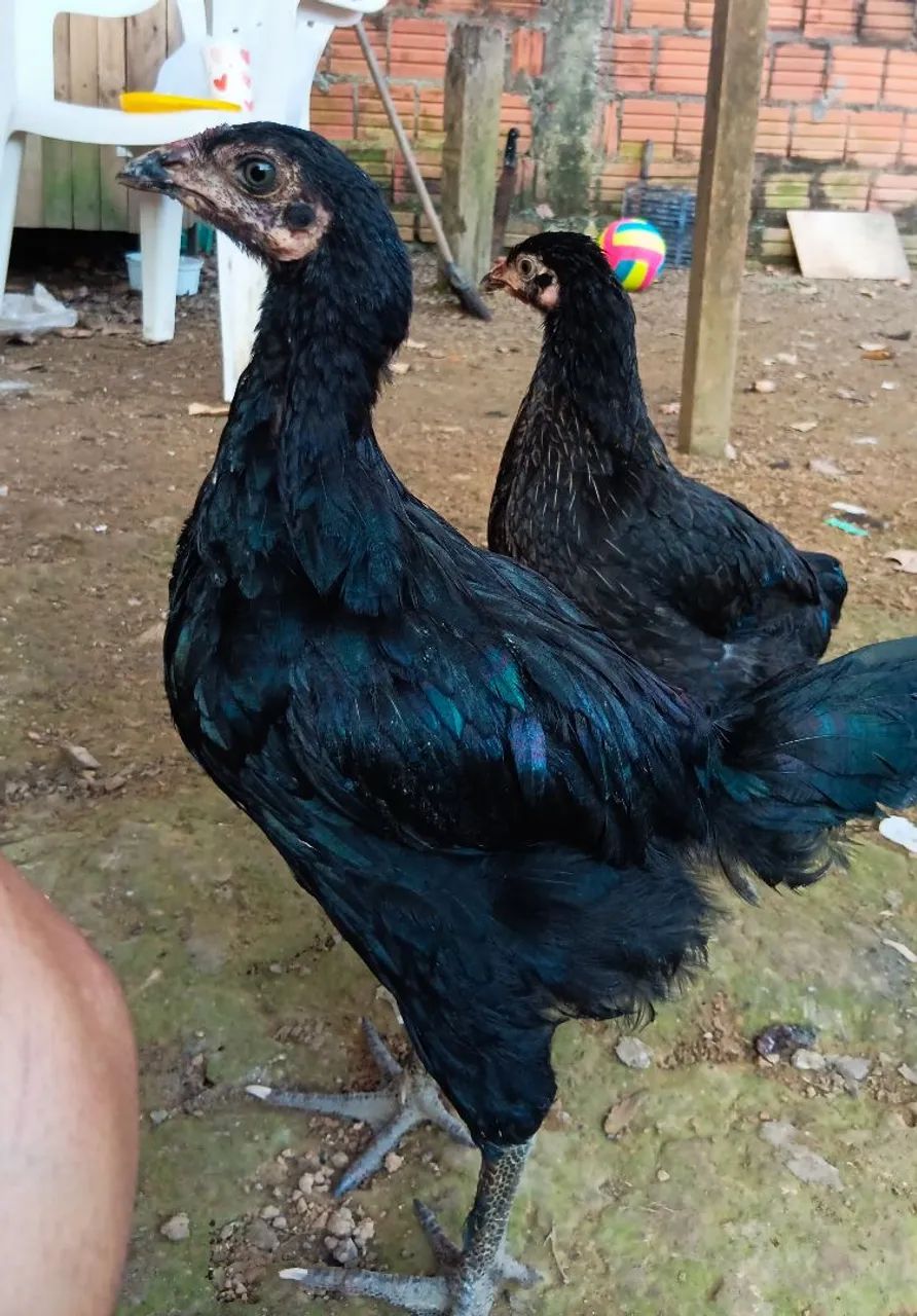 Frangos e frangas