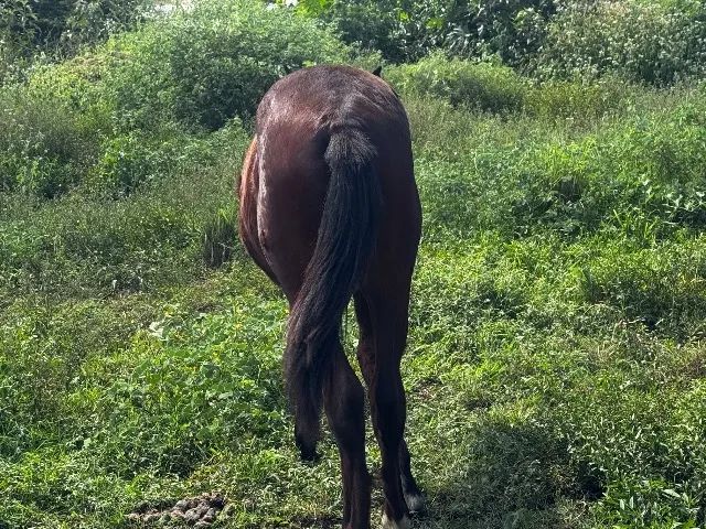 Pordo a venda com 7 meses  - Foto 4