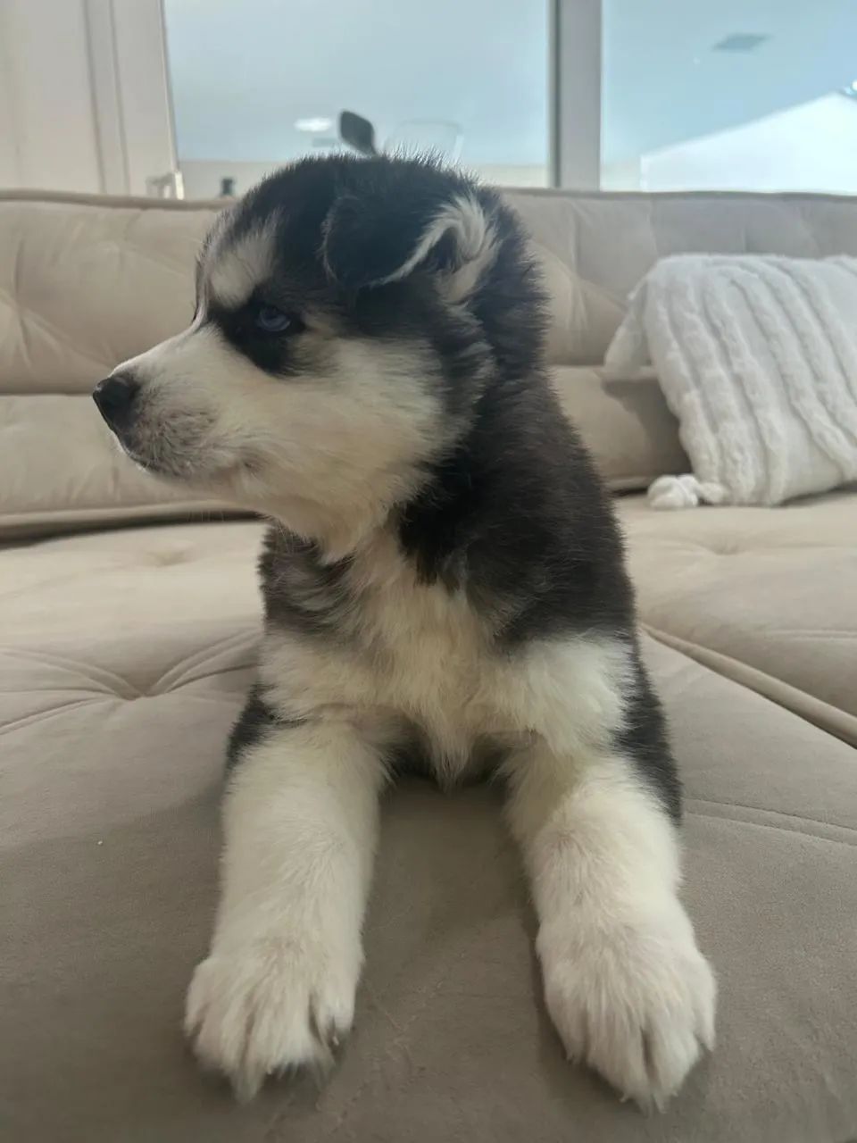 Filhotes de Husky Siberiano pedigree CBKC  - Foto 6