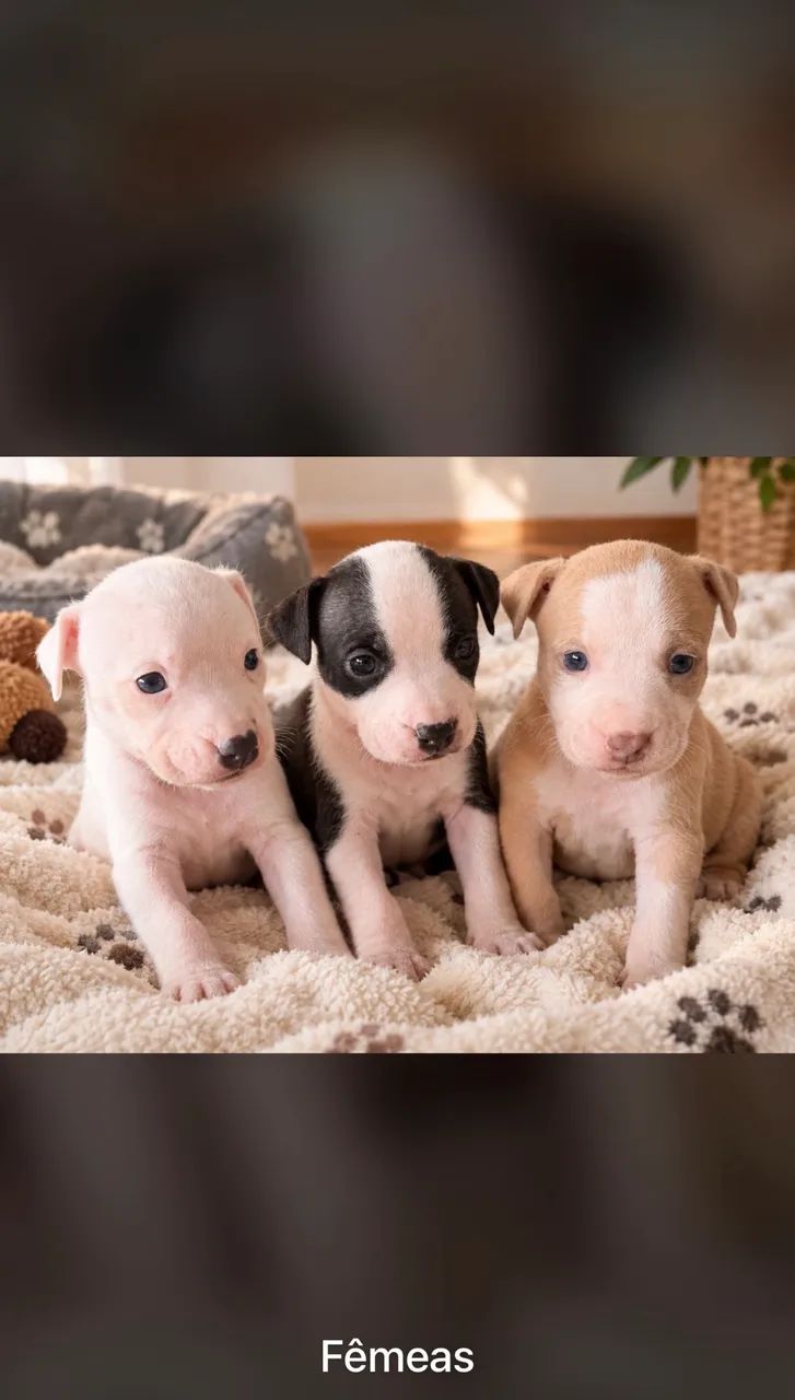 Filhotes de pitbull com american bully. - Foto 2