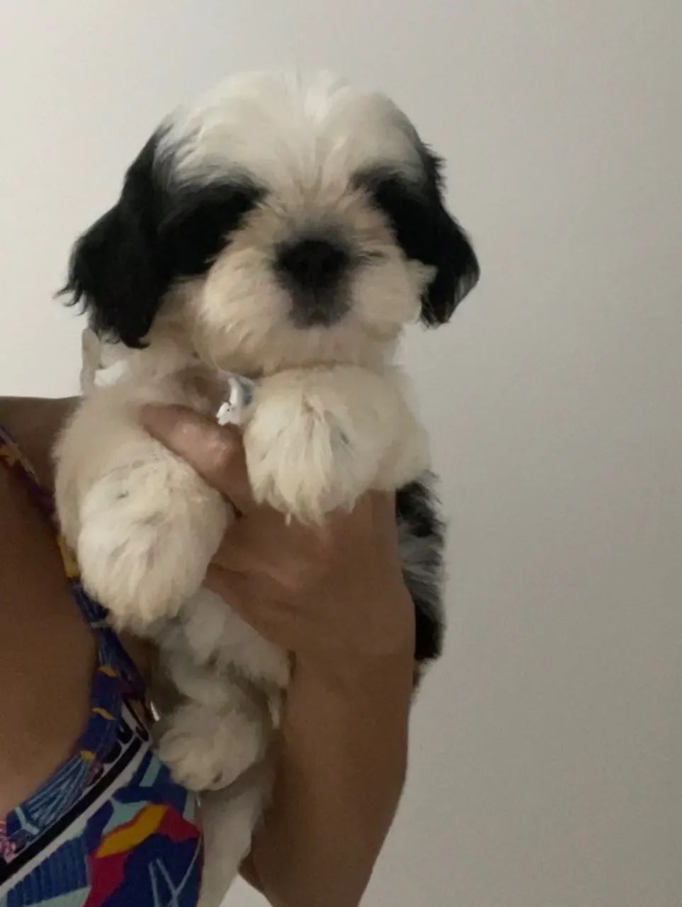 Shih tzu  - Foto 2