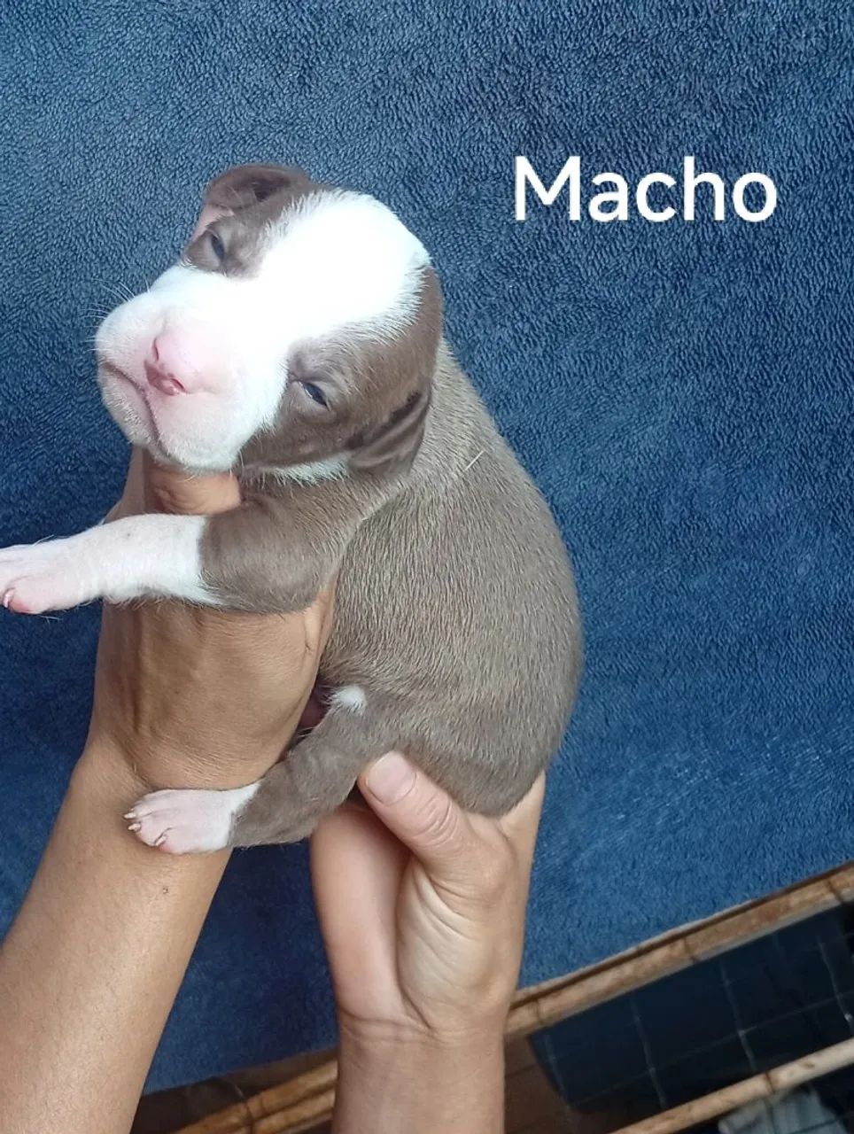 American bully Com Pitbull - Foto 2