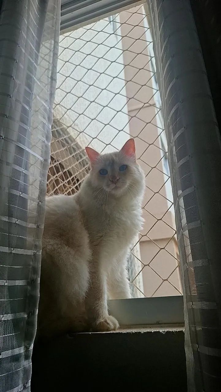 Gato mestiço  - Foto 5