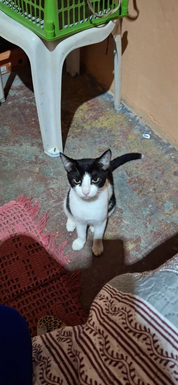 Gato frajola para adoção!!! - Foto 2