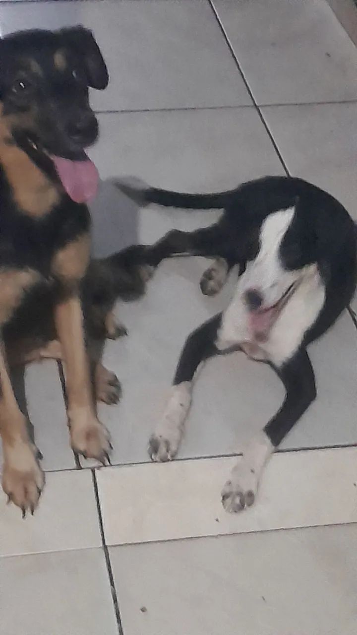 ADOÇÃO RESPONSÁVEL. 