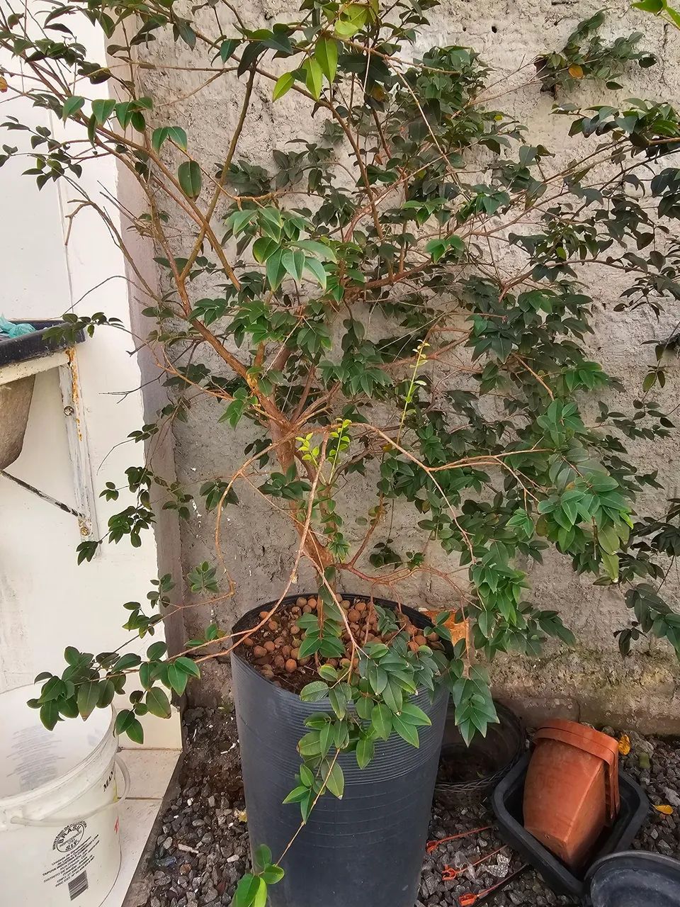 Muda Jabuticaba Híbrida 