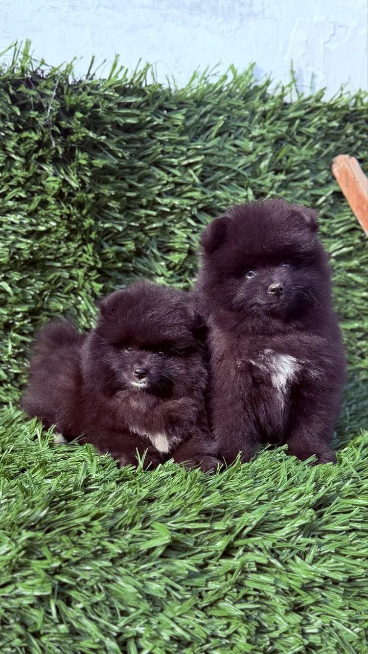 Pomsky  - Foto 5