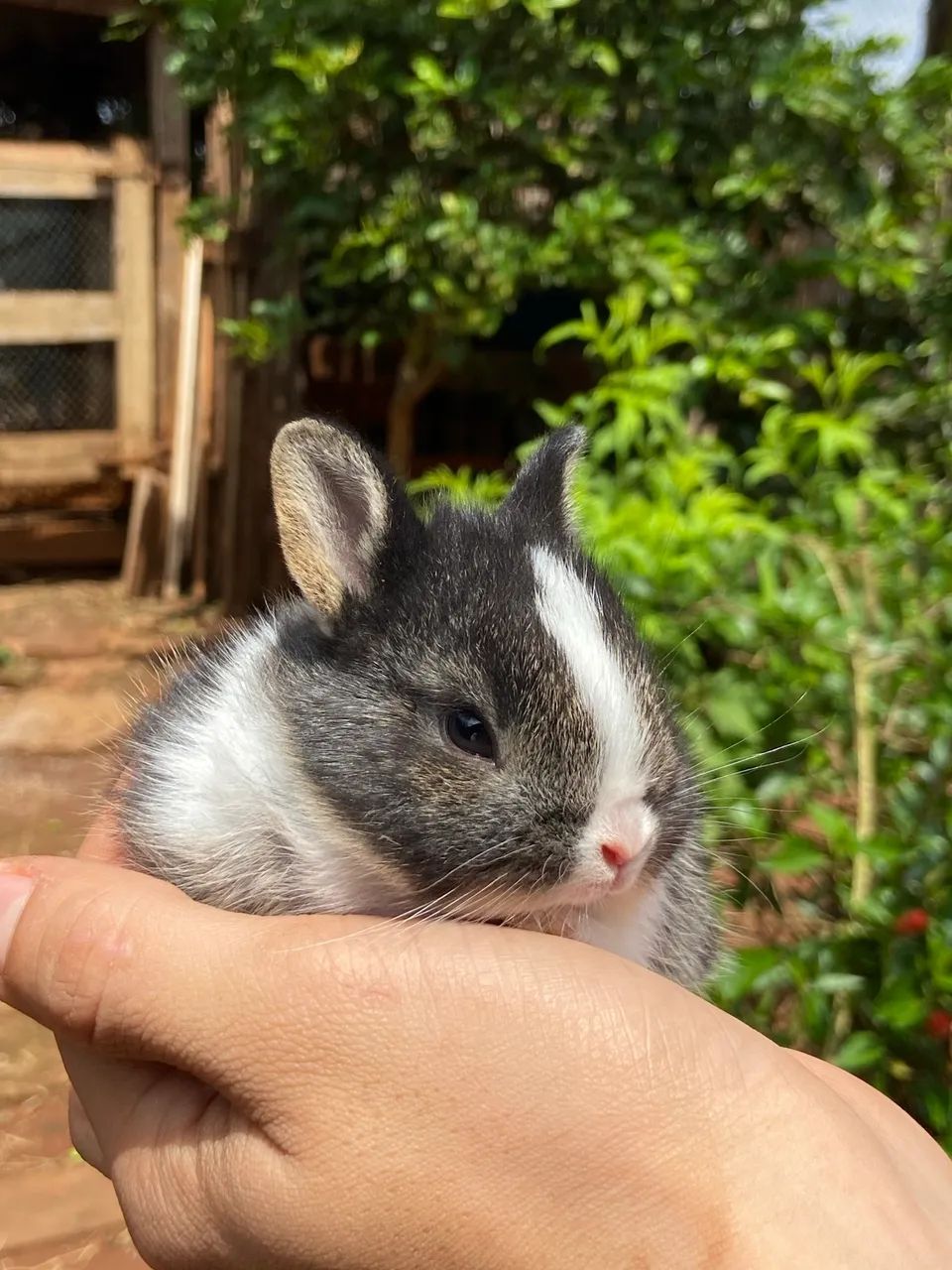 Mini coelhos - Foto 2