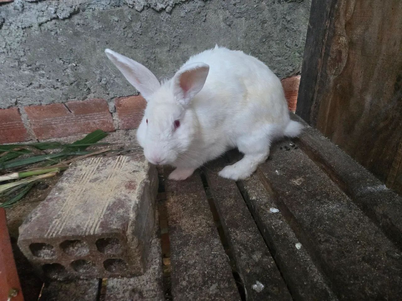 Coelha coberta  - Foto 3