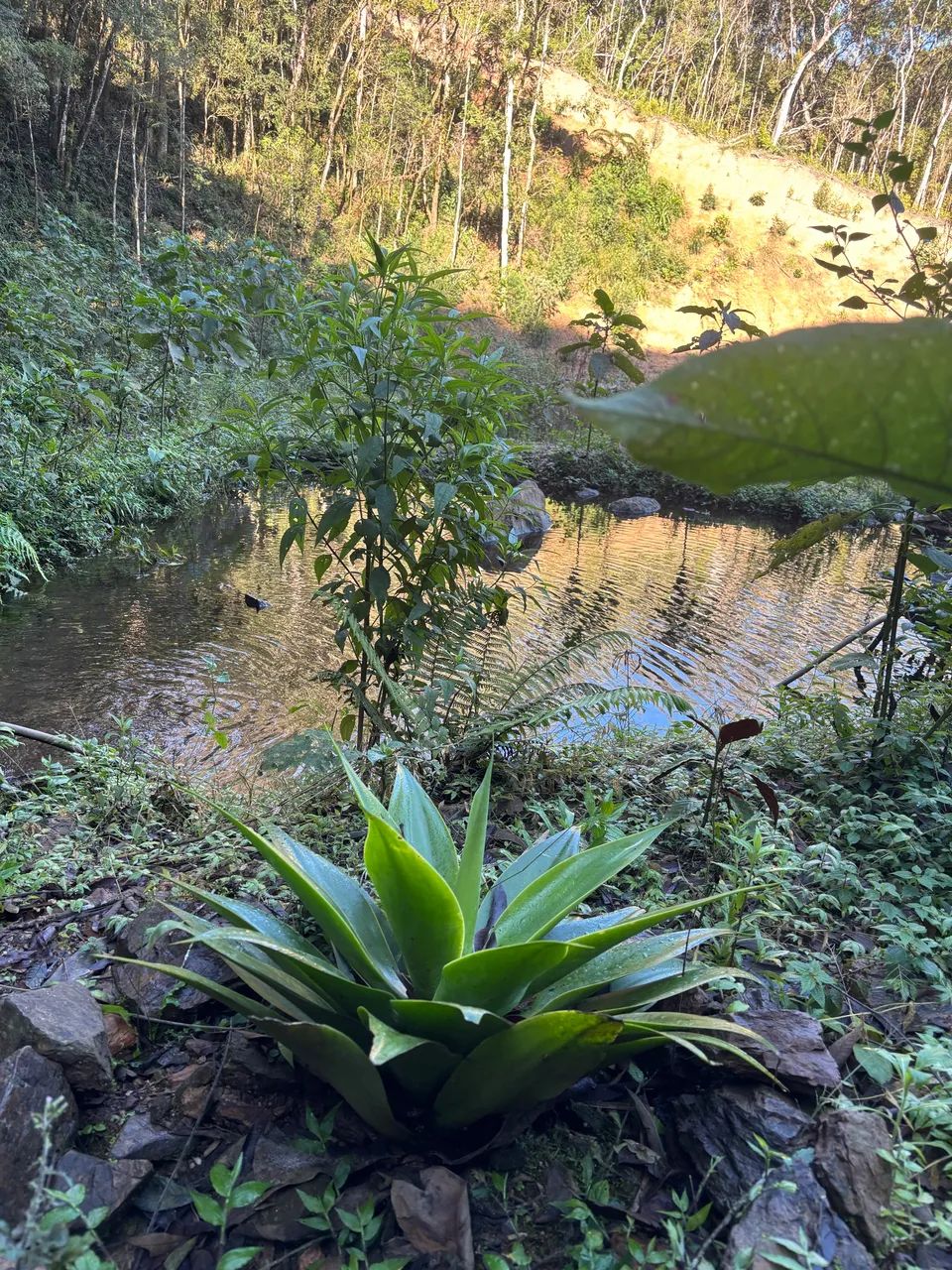 Área para formar chácara  - Foto 4