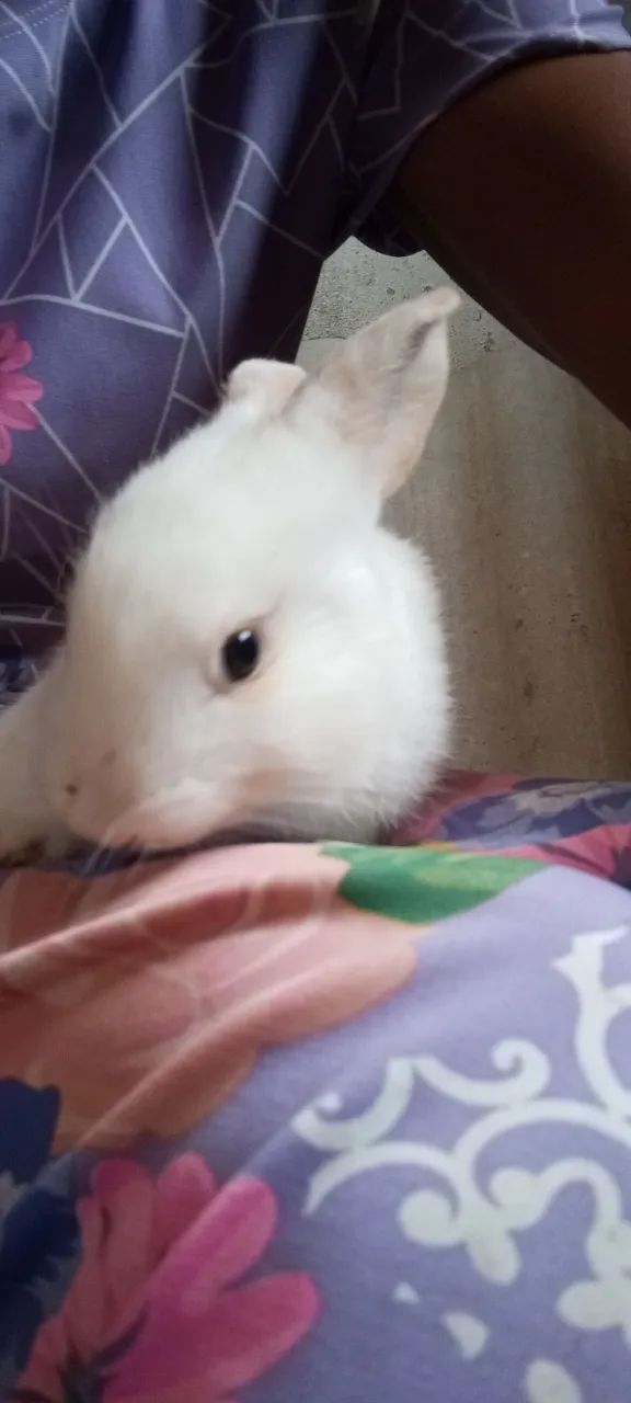 Vende -se  filhotes de coelho - Foto 6