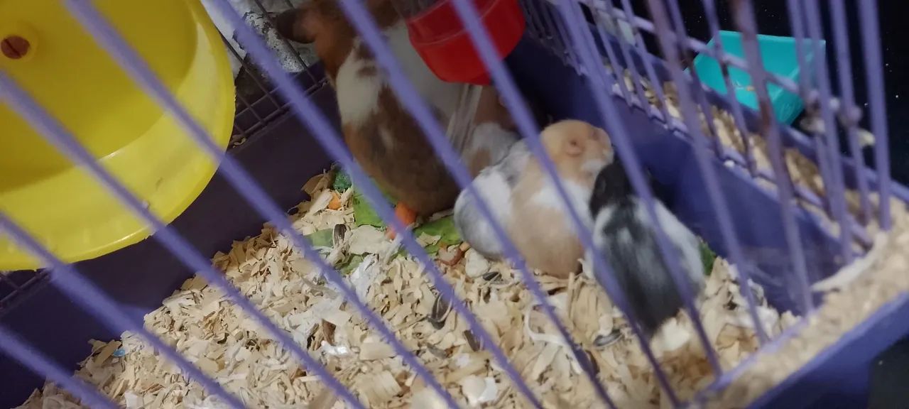 HAMSTERS SÍRIOS LEGÍTIMOS  - Foto 4
