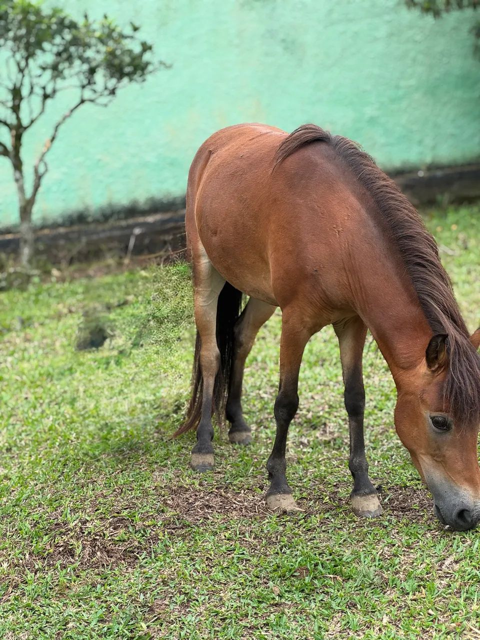 Casal de mini pônei  - Foto 3