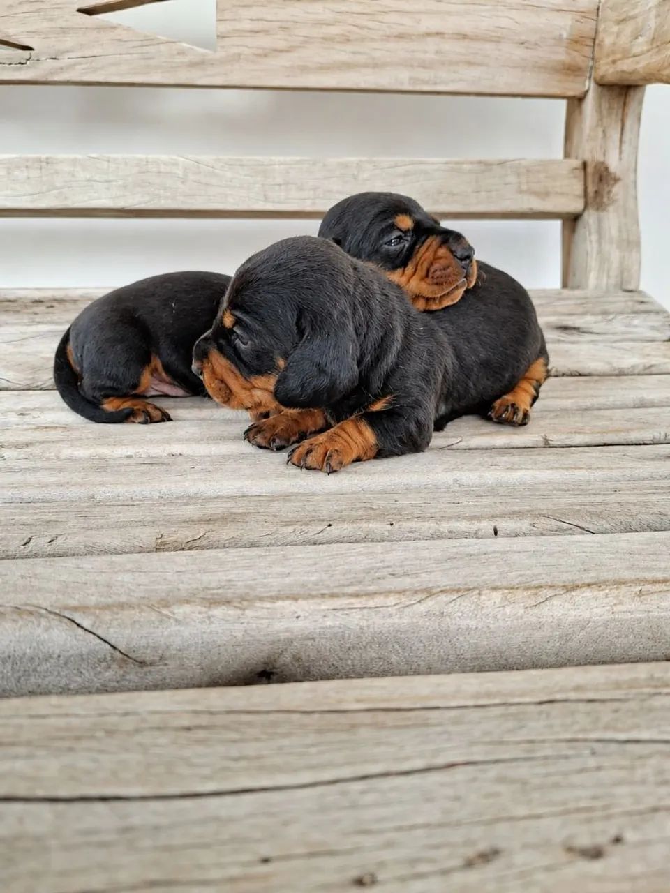 Dachshund filhotes - Foto 2