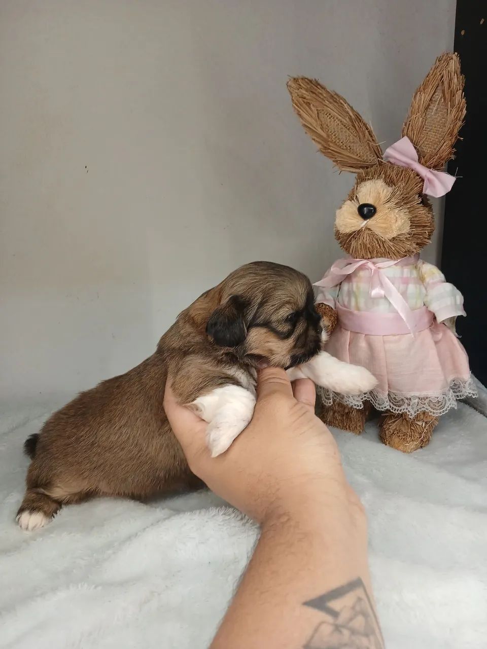 Filhote de shihtzu fêmea disponível para reserva  - Foto 3