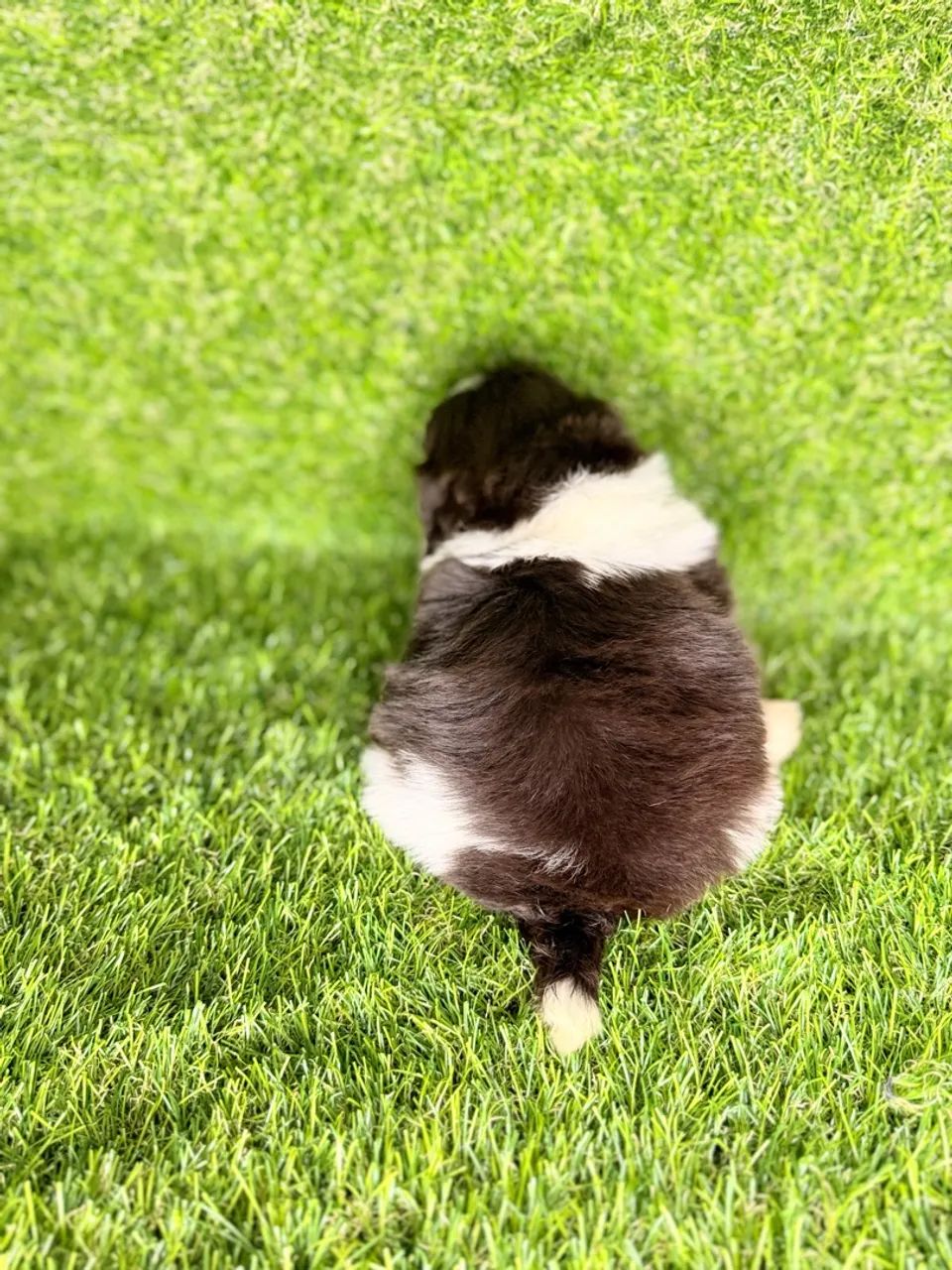 Shih tzu mini - Foto 3