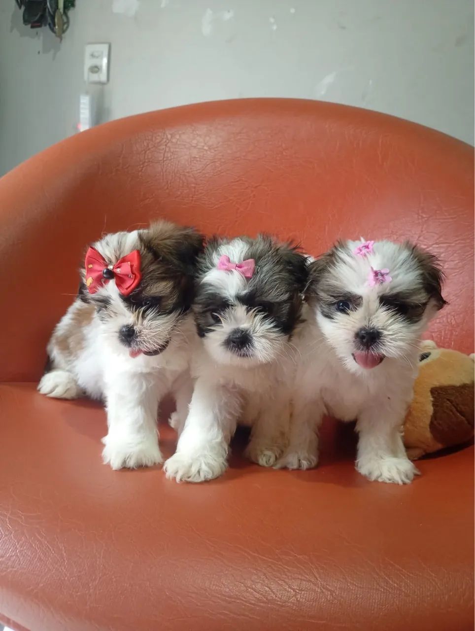Vende se raça shih tzu - Foto 2