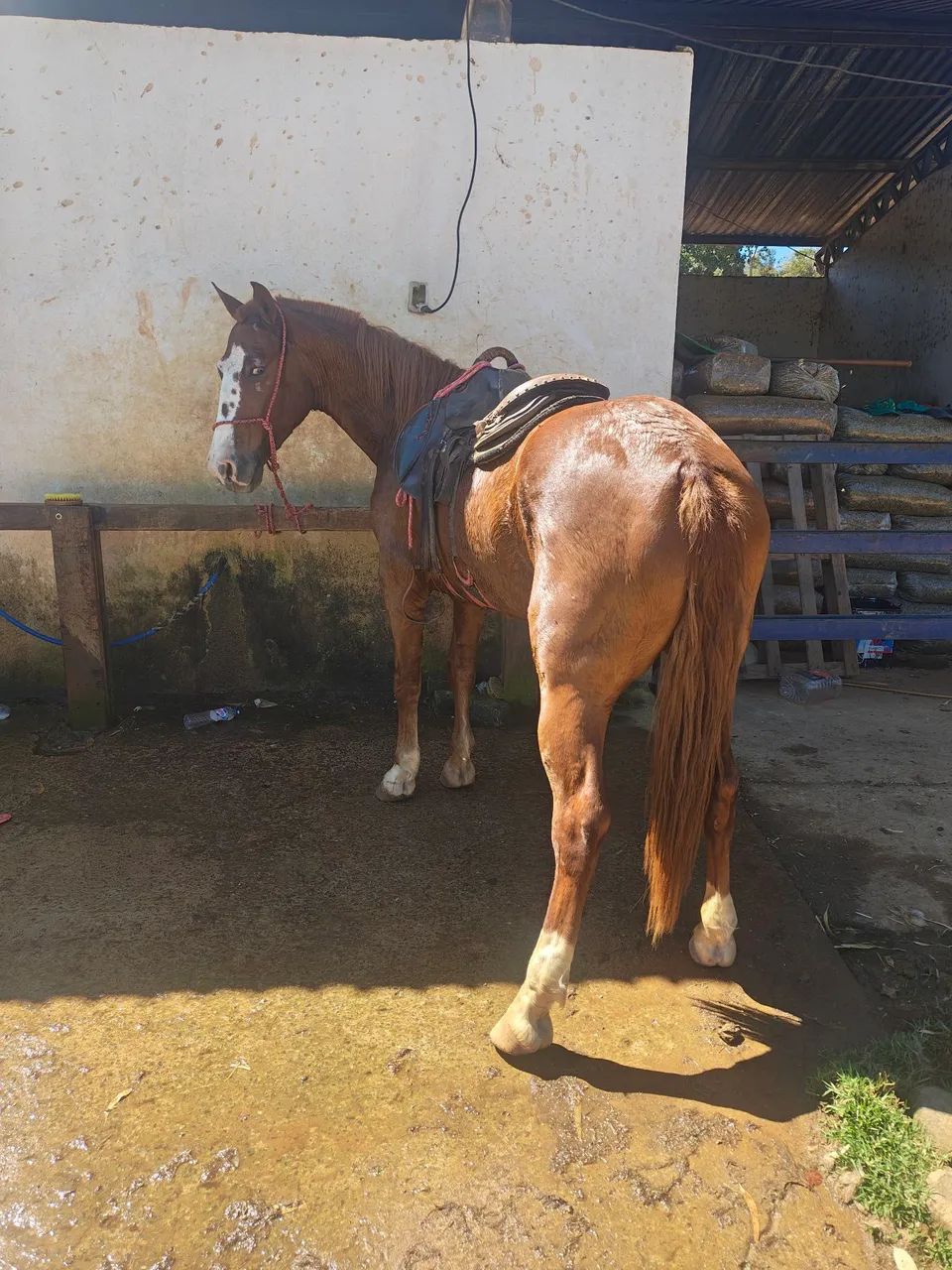 Cavalo 1/2 sangue QM - Foto 2