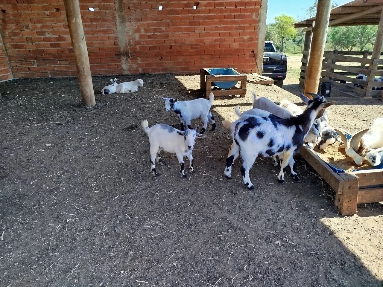 Mini bode mini cabrito - Foto 2