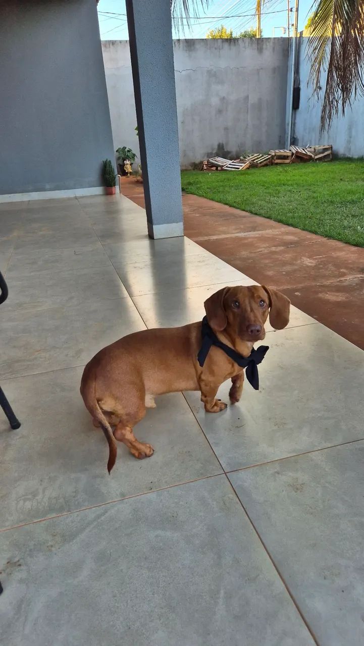 Procura-se Namorada  - Foto 2