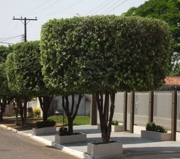 Jardinagem profissional  - Foto 5