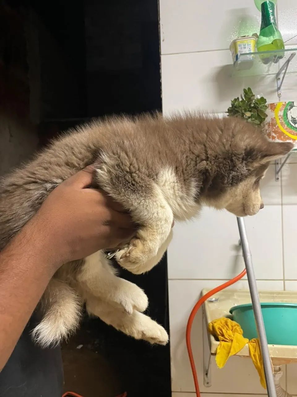 Cachorro - Foto 4