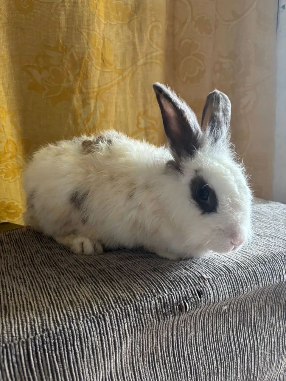 Coelhinhos fofinhos á venda! - Foto 4