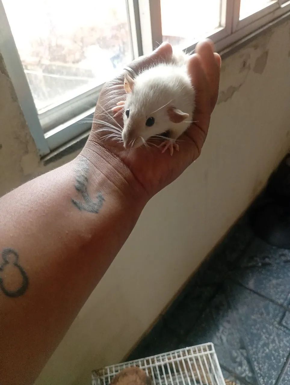 Ratas Twitter - Foto 2
