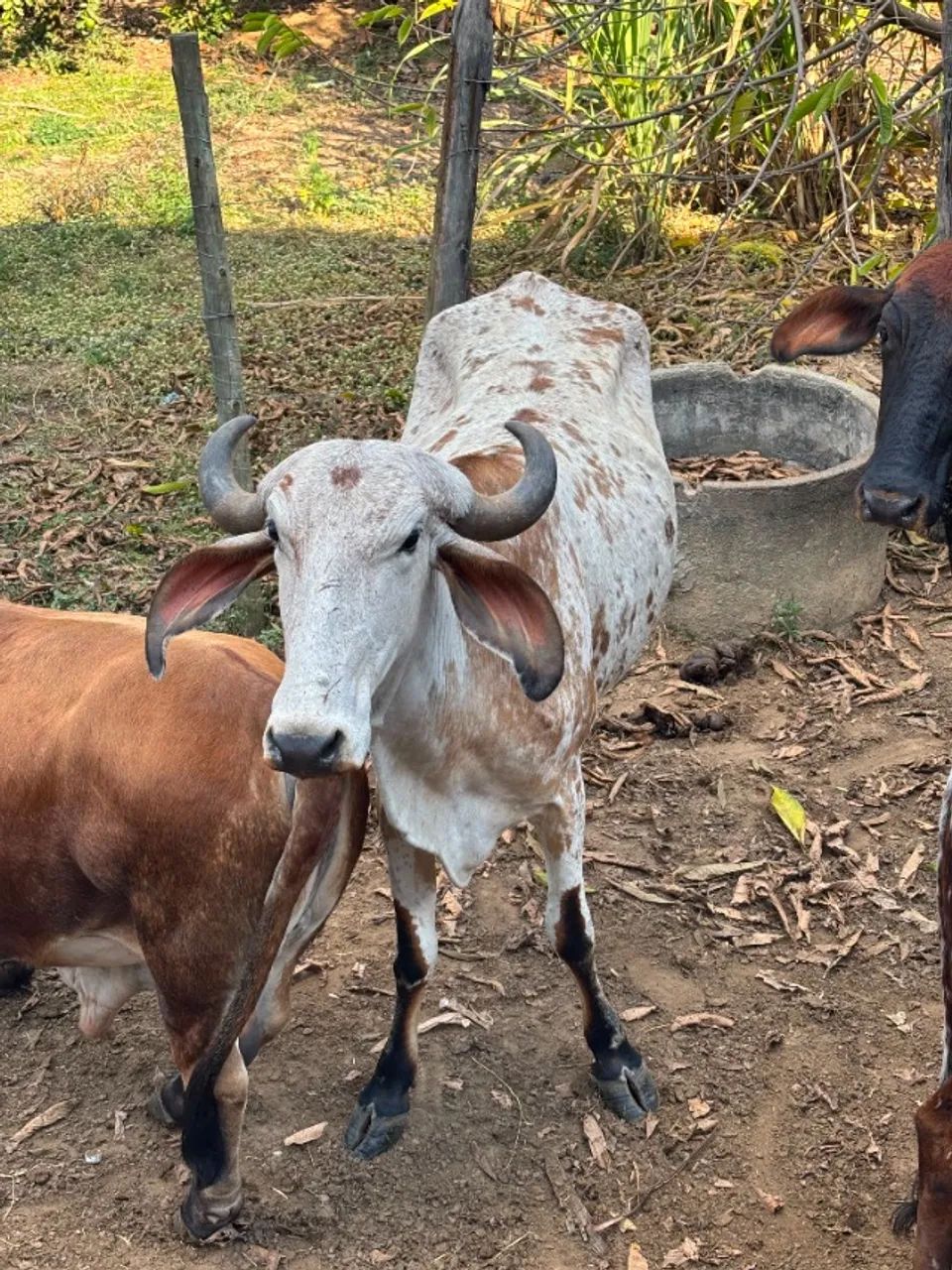 VACAS - Foto 5