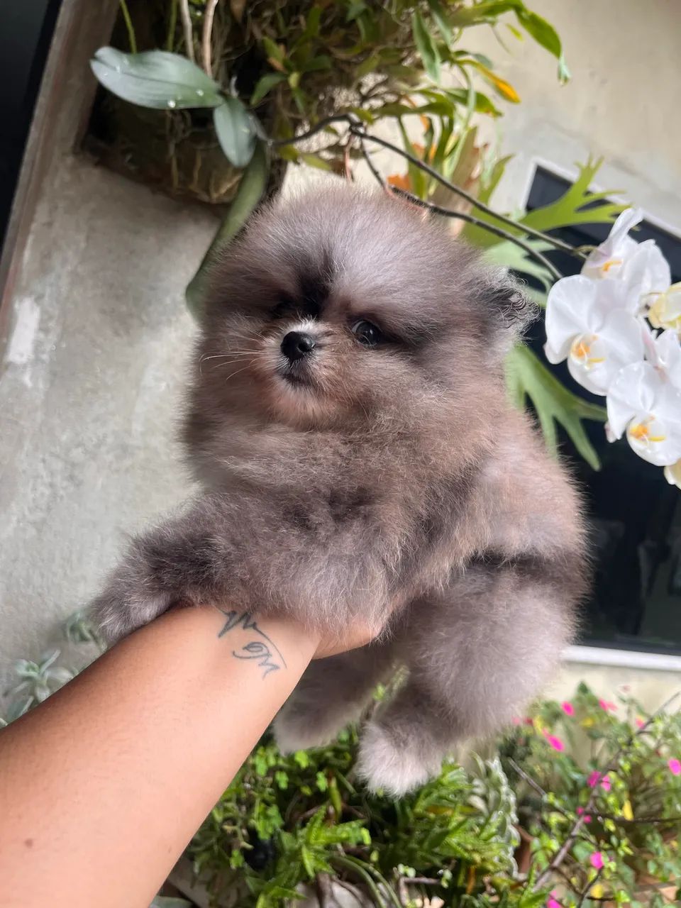 Spitz macho - Foto 3