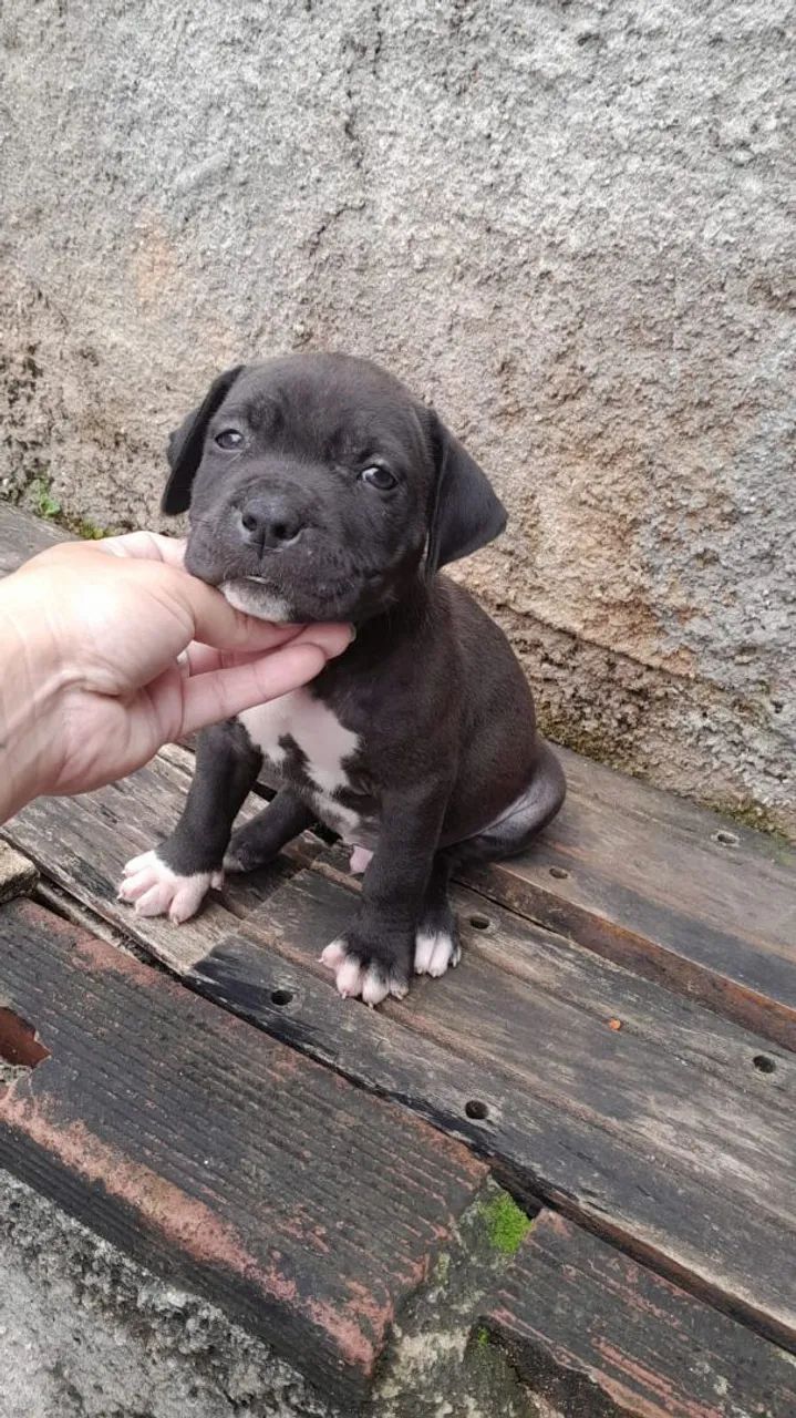 PITBULL MACHO BARATO - Foto 3
