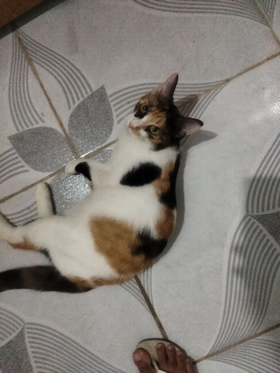 Doação de Gatos  - Foto 2