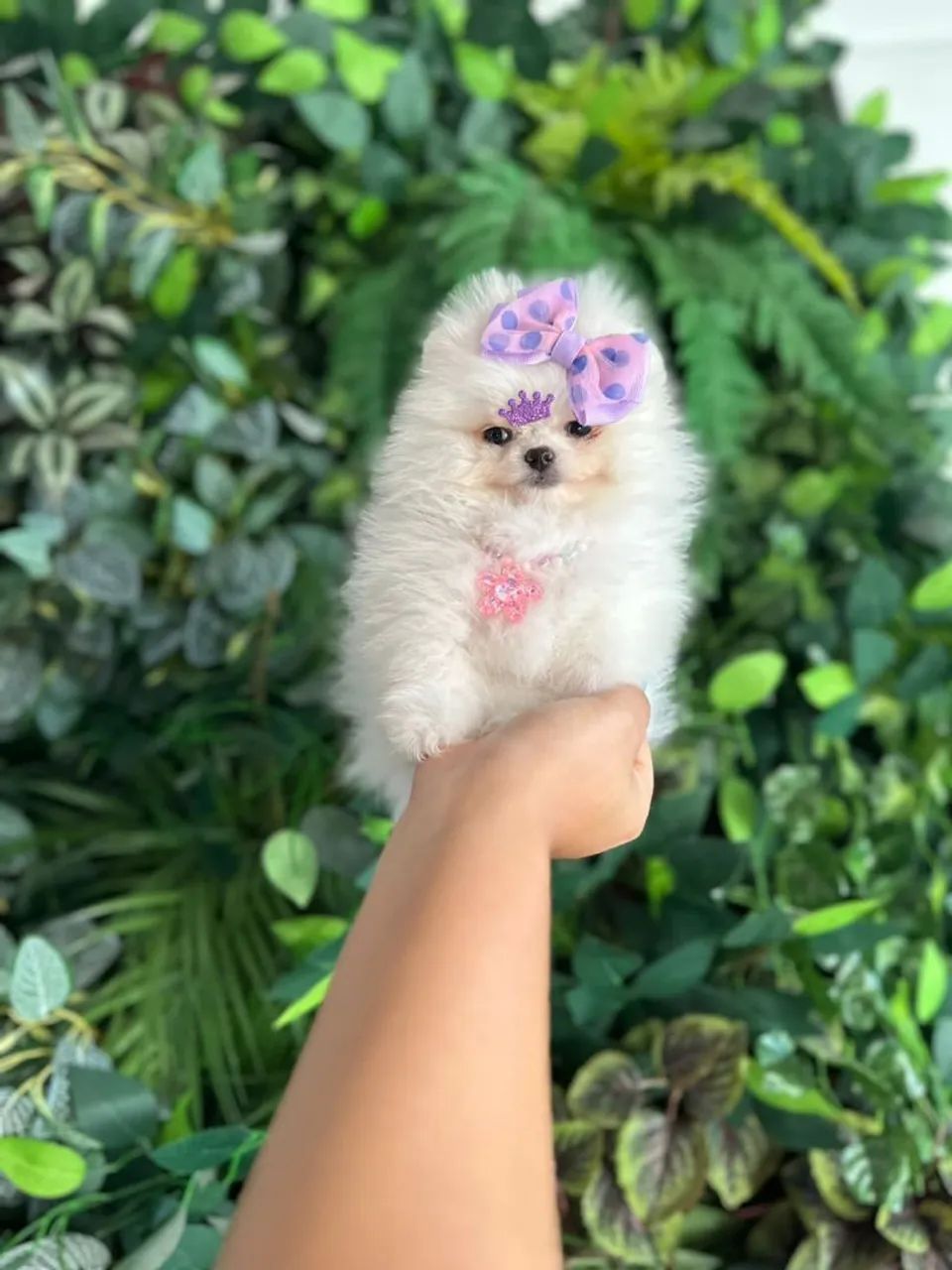 SPITZ ALEMÃO ANÃO PRÊMIO!!!