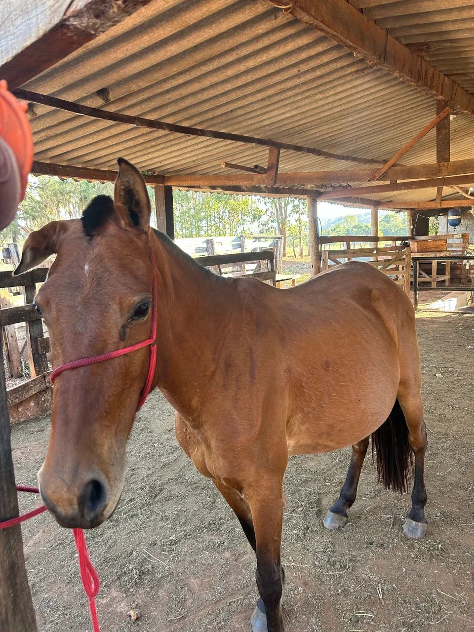 2 cavalos por 1500 $ - Foto 3