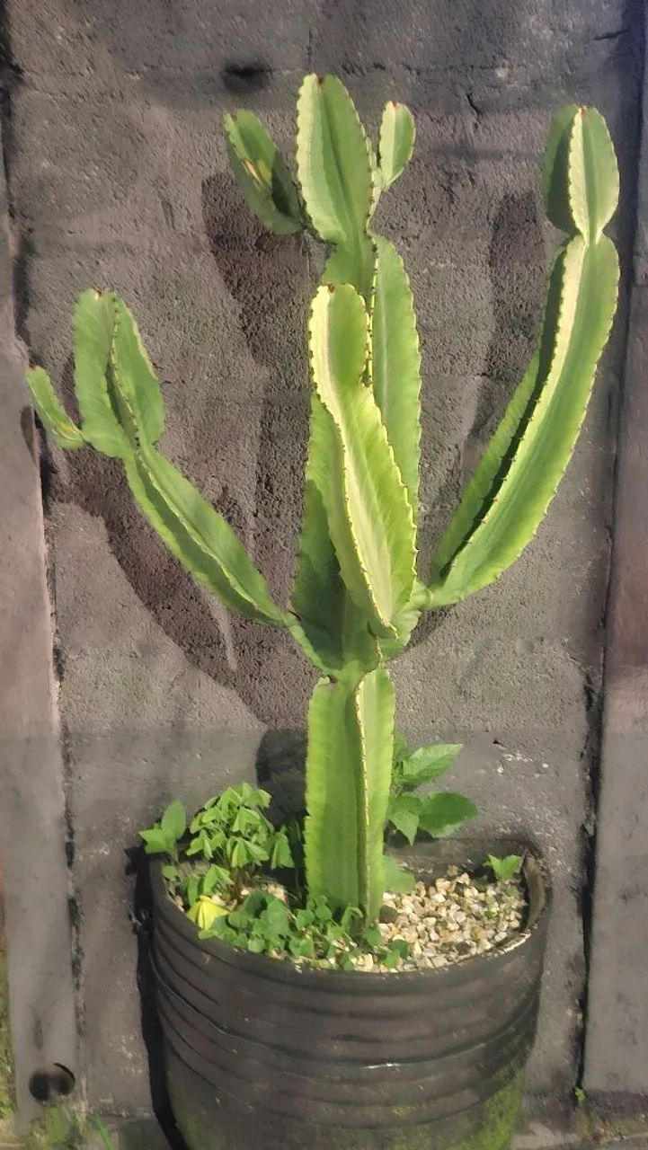 Planta Cacto com Vaso